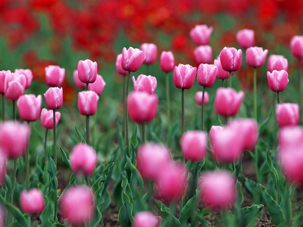 Tulip HD Álbum Fondos de pantalla #20 - 1024x768