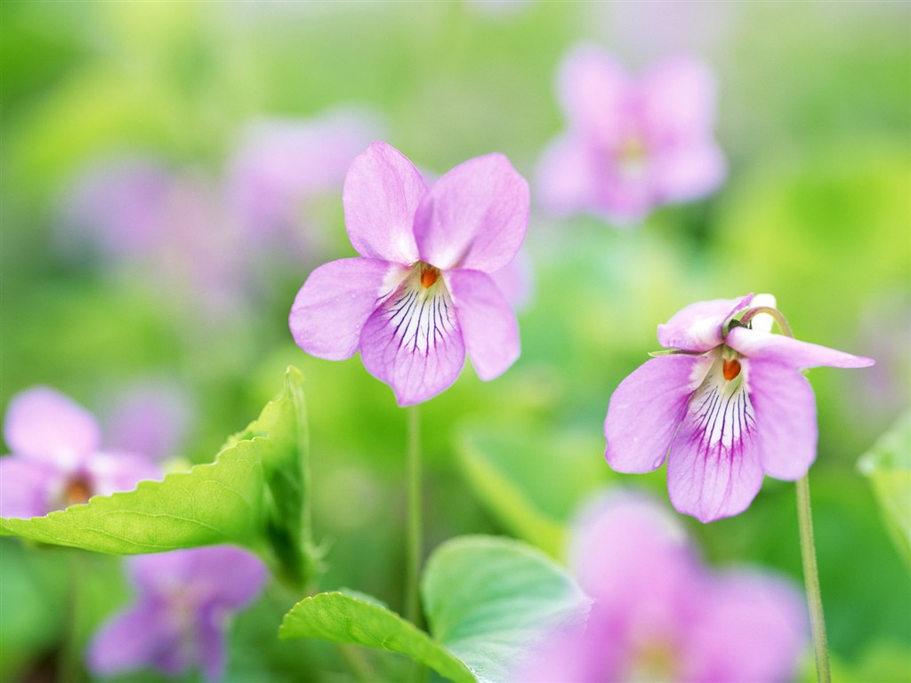 山花爛漫壁紙專輯 #28 - 1024x768