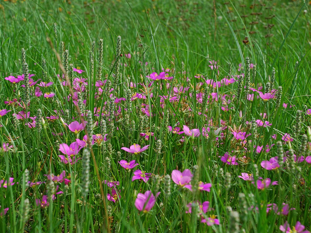 Fond d'écran haute définition de fleur #13 - 1024x768