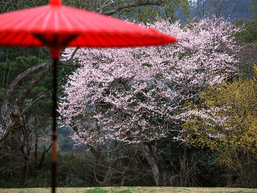 교토, 일본, 조경 배경 화면 #16 - 1024x768