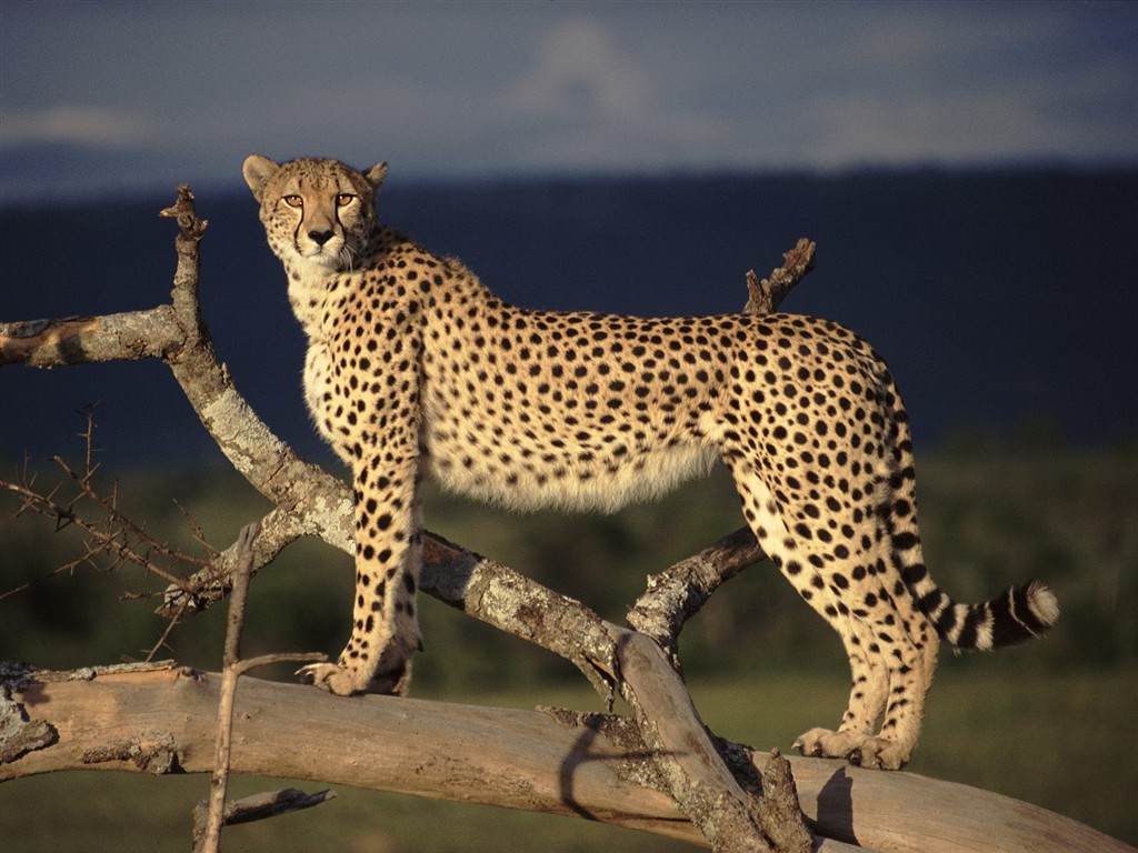 Animal Wallpaper Collection (4) #2 - 1024x768