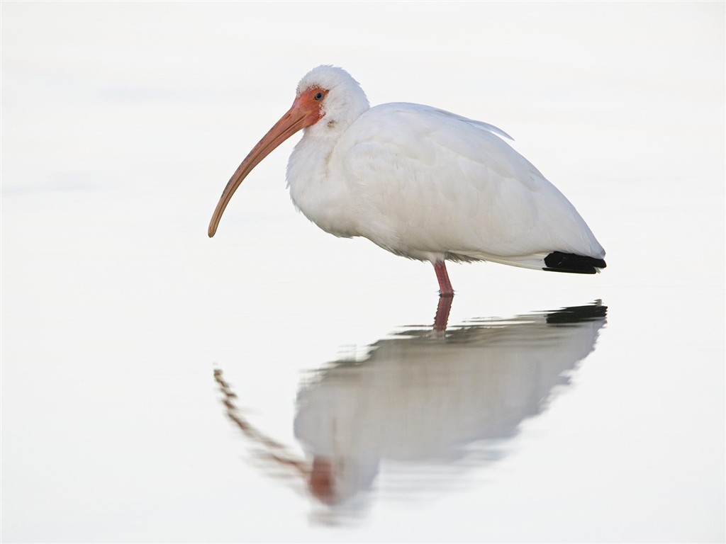 Animal Wallpaper Collection (4) #4 - 1024x768