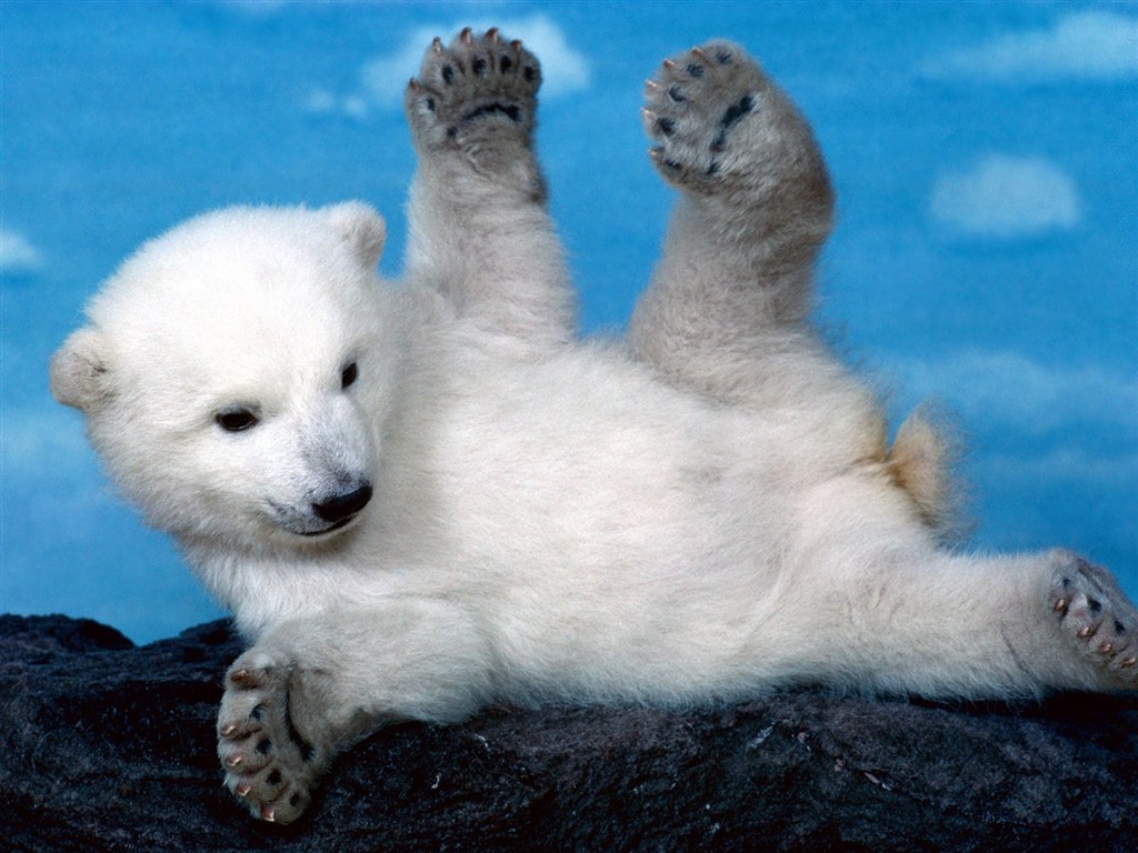 Animal Wallpaper Collection (4) #6 - 1024x768