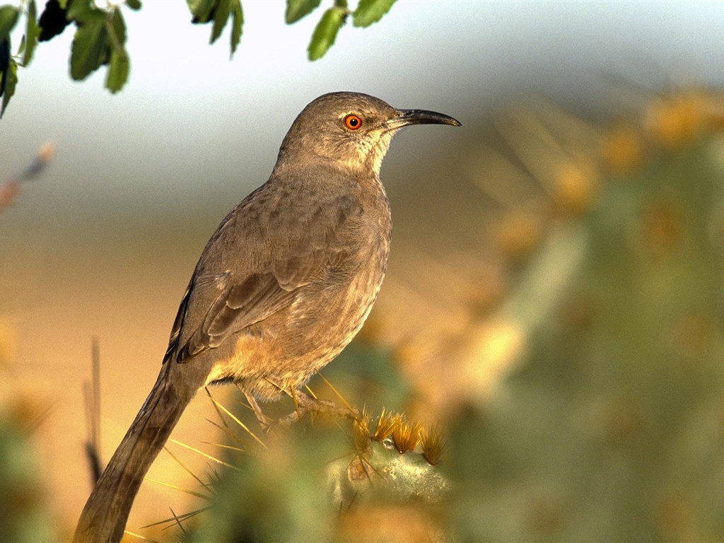 배경 화면의 HD 조류 사진 #25 - 1024x768