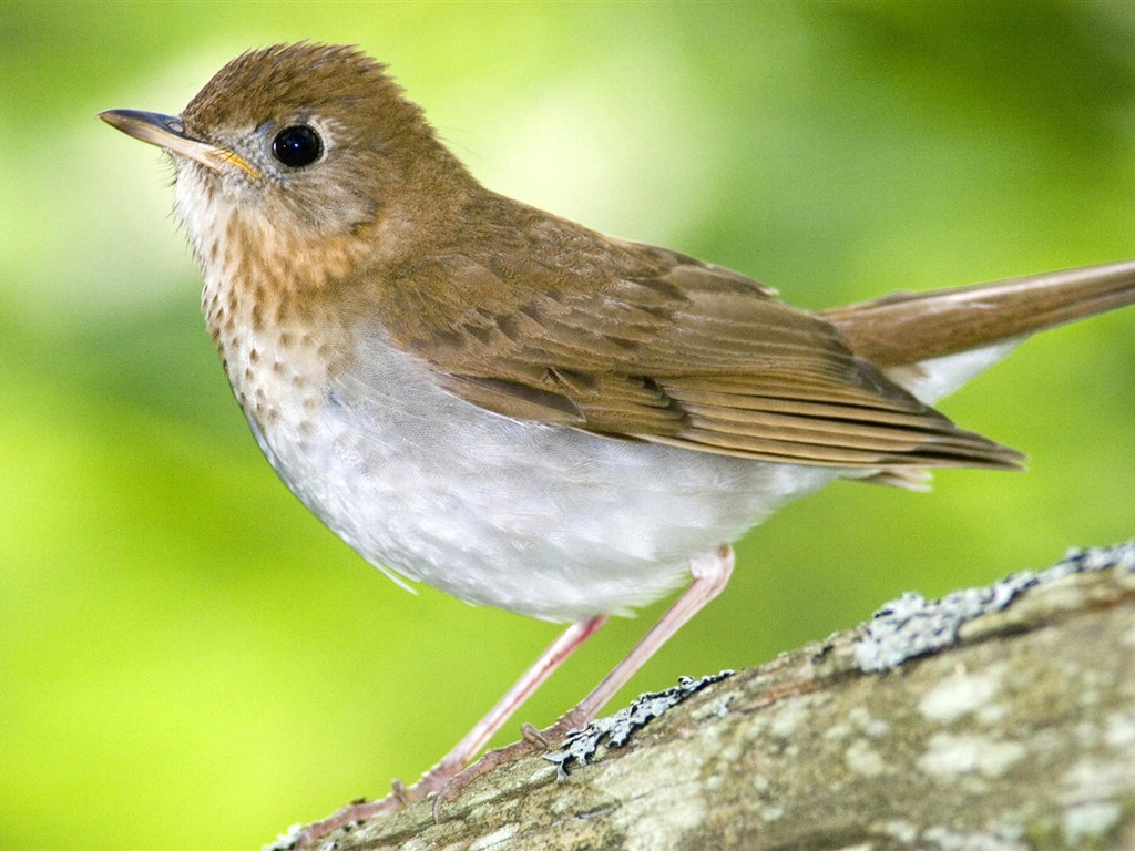 Fonds d'écran HD Photo Oiseaux #33 - 1024x768