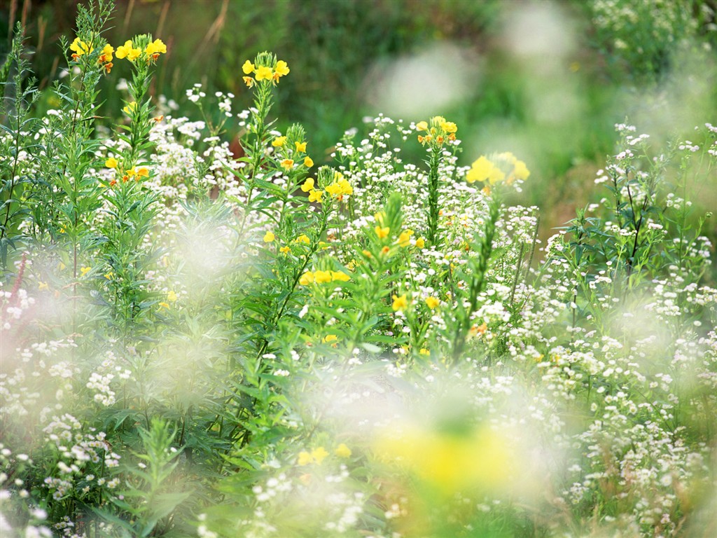 Wildflower Desktop Wallpaper #4 - 1024x768