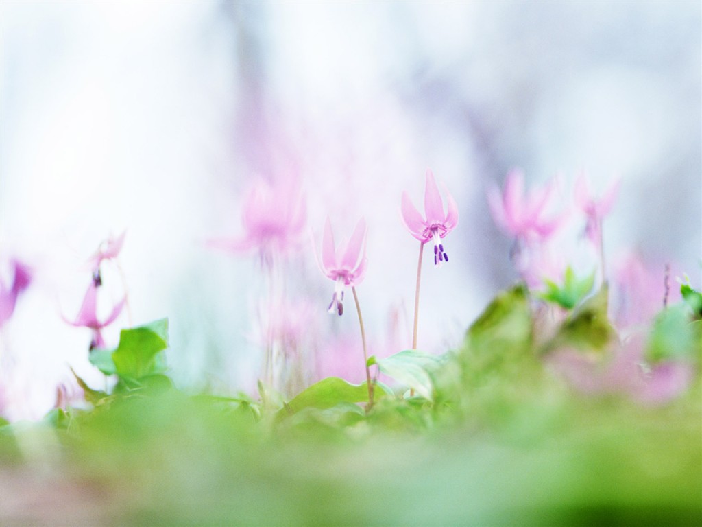 Wildflower Desktop Wallpaper #10 - 1024x768