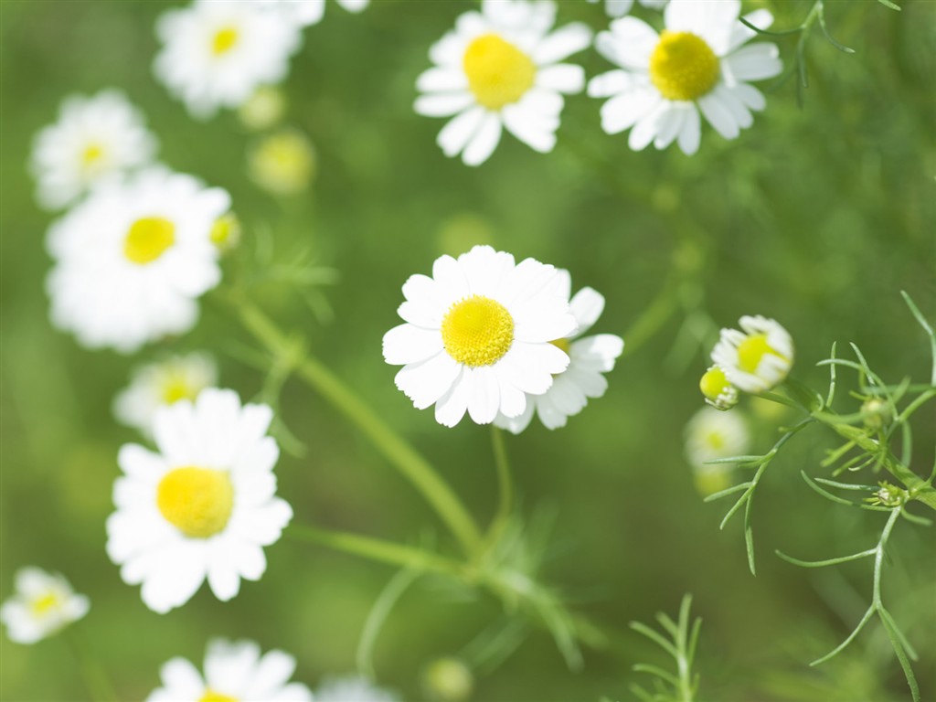 Wildflower Desktop Wallpaper #11 - 1024x768