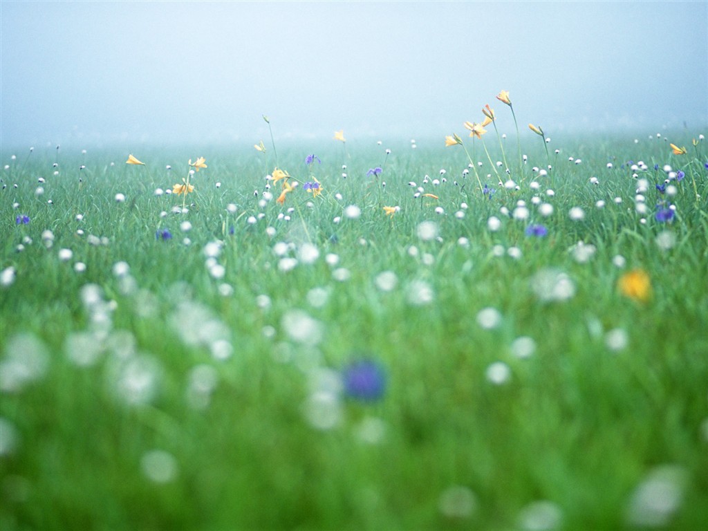 Wildflower Desktop Wallpaper #12 - 1024x768