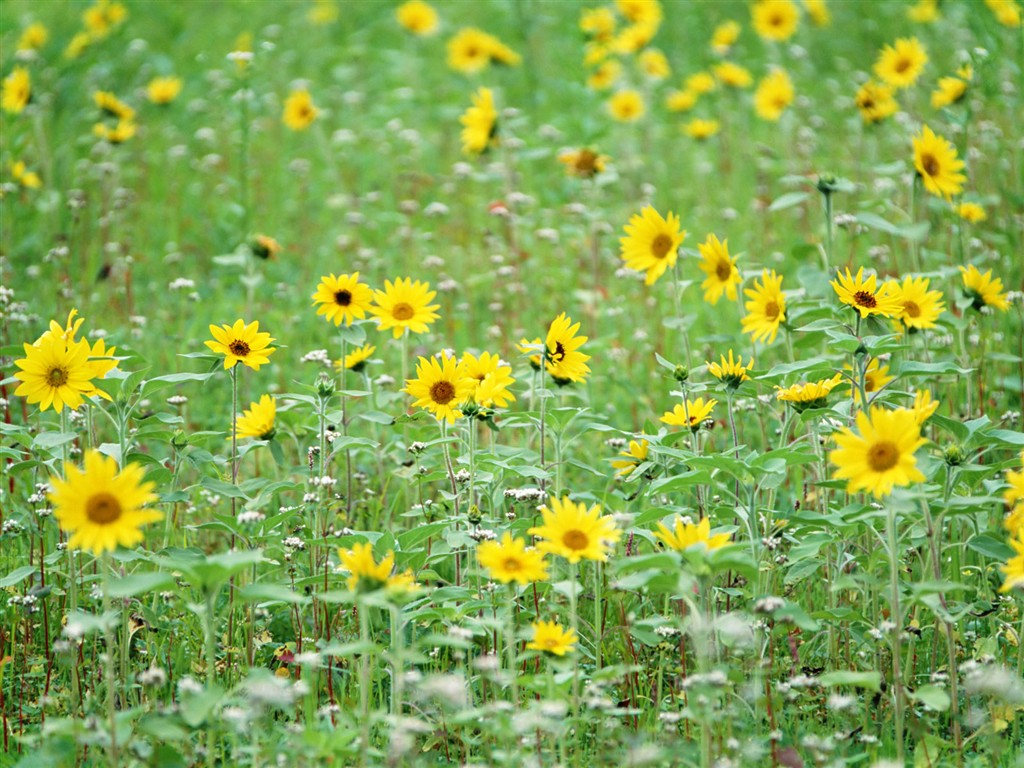 Wildflower Desktop Wallpaper #13 - 1024x768