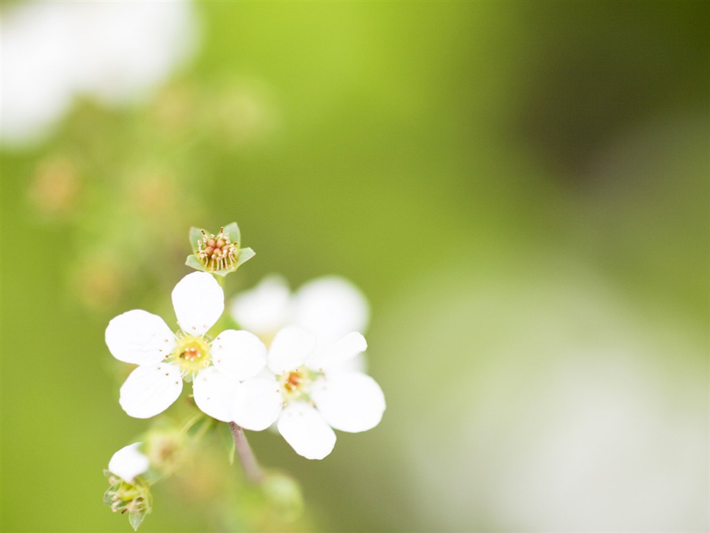 Wildflower Desktop Wallpaper #14 - 1024x768