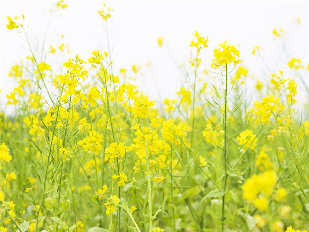 Fond d'écran de fleurs sauvages #16 - 1024x768