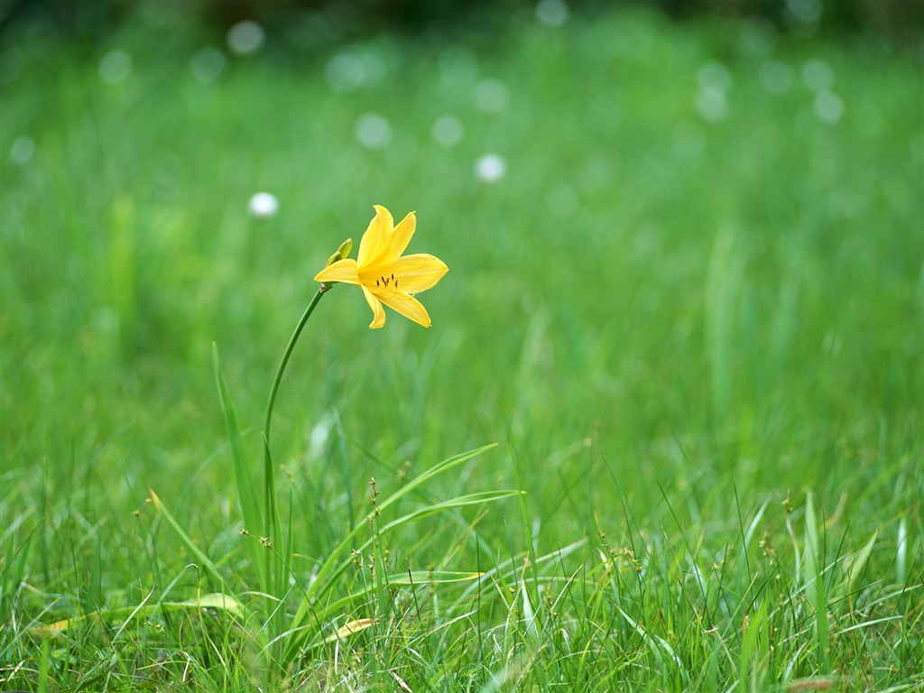 Wildflower Desktop Wallpaper #17 - 1024x768