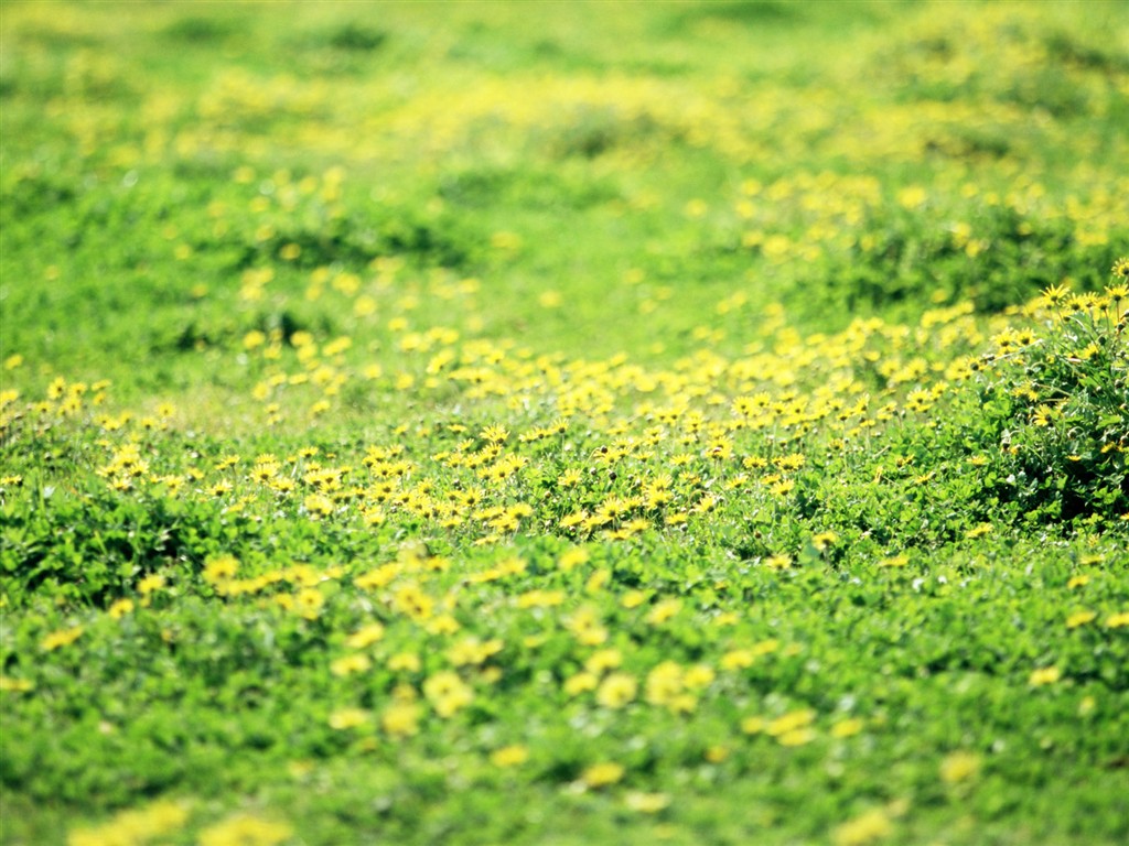 Wildflower Desktop Wallpaper #22 - 1024x768