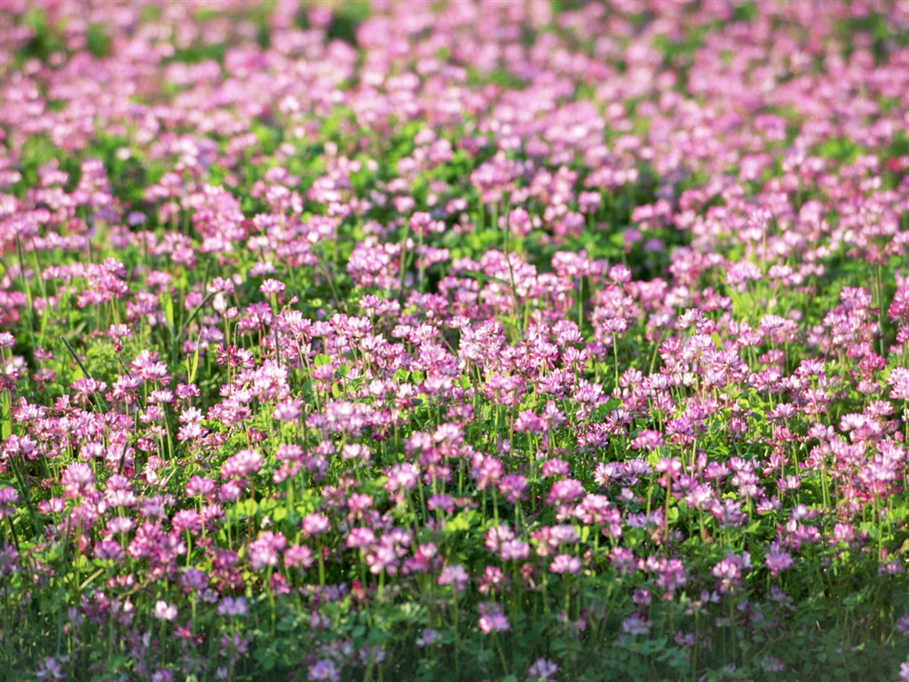 Fond d'écran de fleurs sauvages #23 - 1024x768