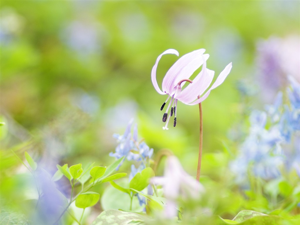 Wildflower Desktop Wallpaper #24 - 1024x768