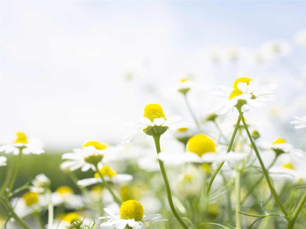 Wildflower Desktop Wallpaper #26 - 1024x768