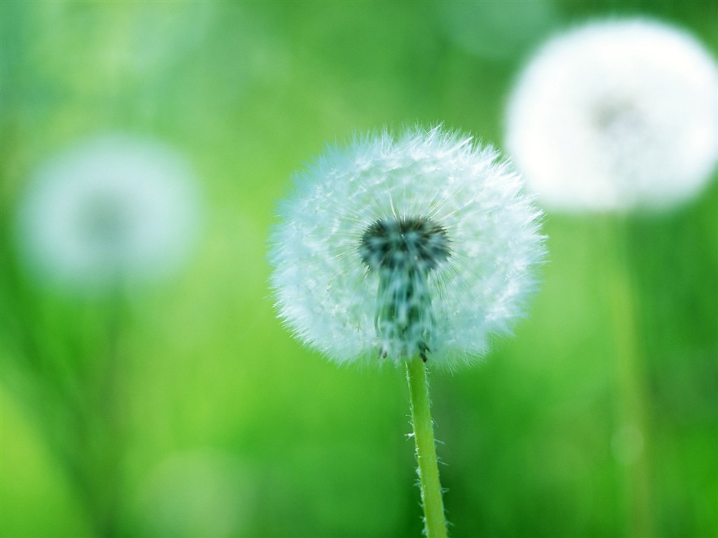 Wildflower Desktop Wallpaper #28 - 1024x768