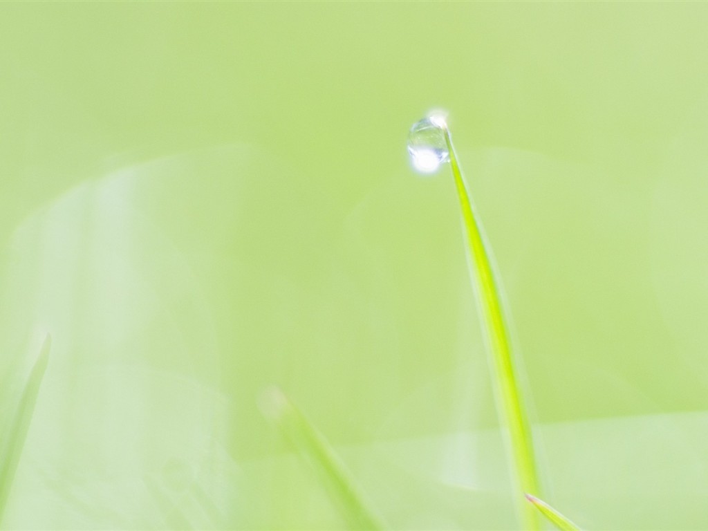 Fresh green leaf wallpaper (1) #3 - 1024x768