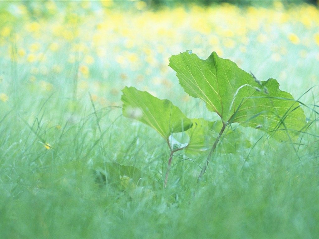 清新绿叶壁纸专辑(一)6 - 1024x768