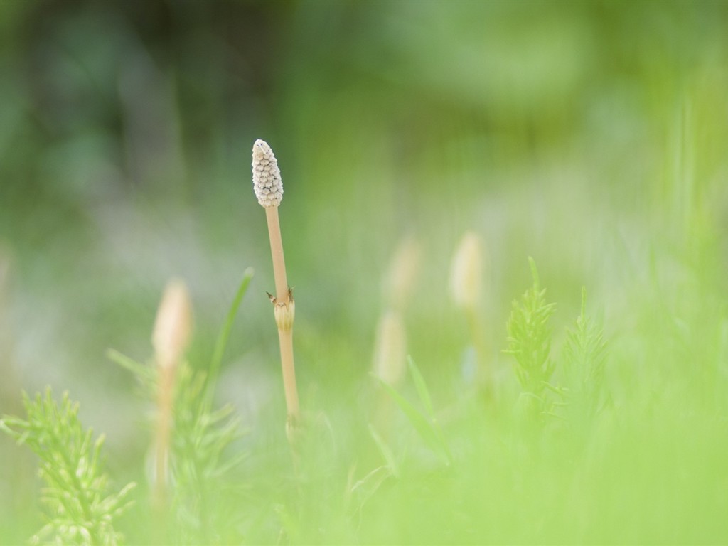 Fresh green leaf wallpaper (1) #15 - 1024x768
