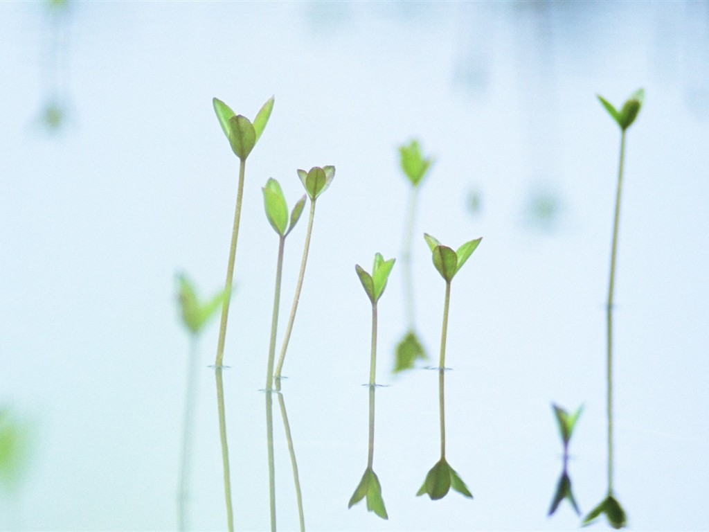 Fresh green leaf wallpaper (1) #20 - 1024x768
