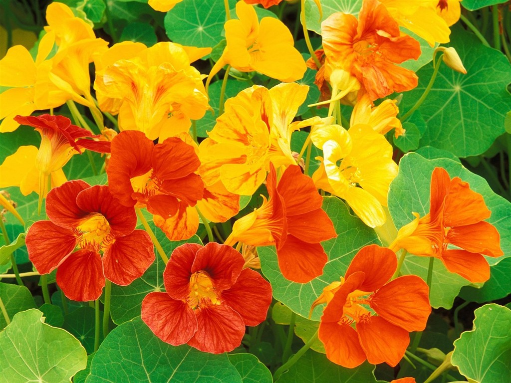 美麗鮮花桌面壁紙(一) #17 - 1024x768