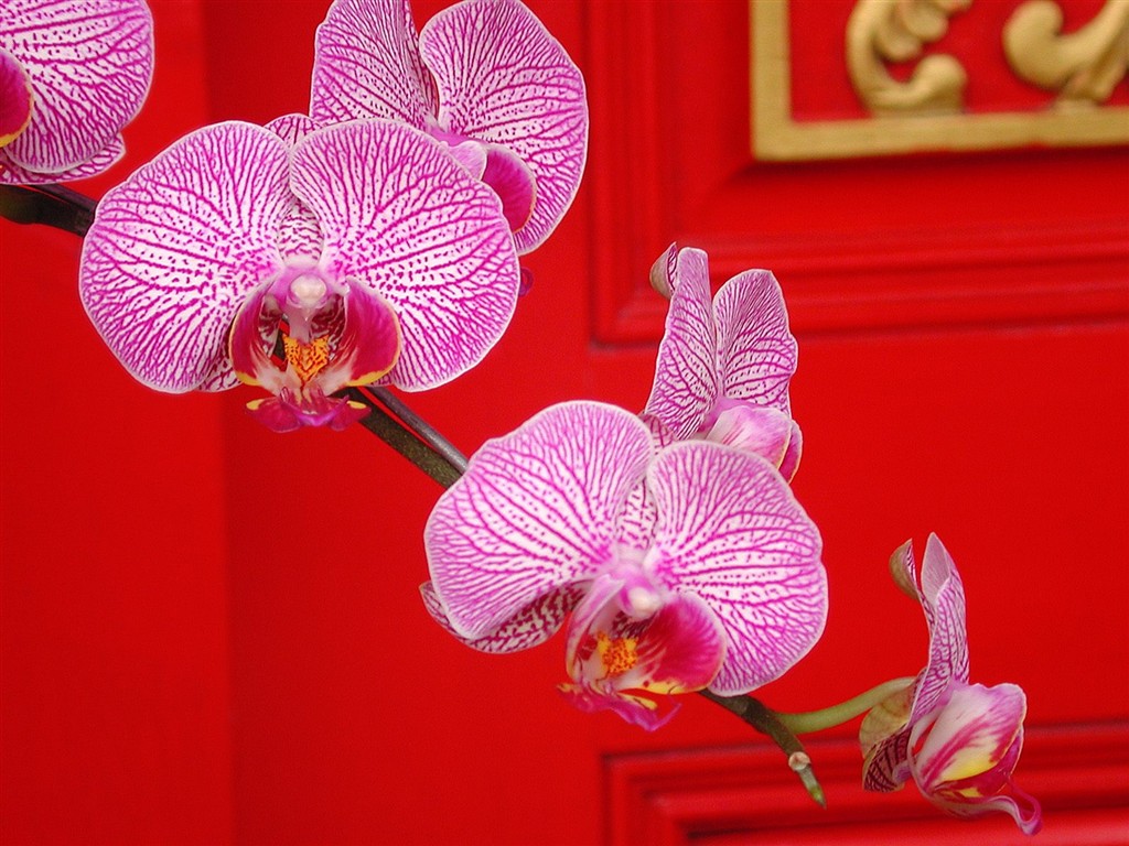 美麗鮮花桌面壁紙(一) #26 - 1024x768