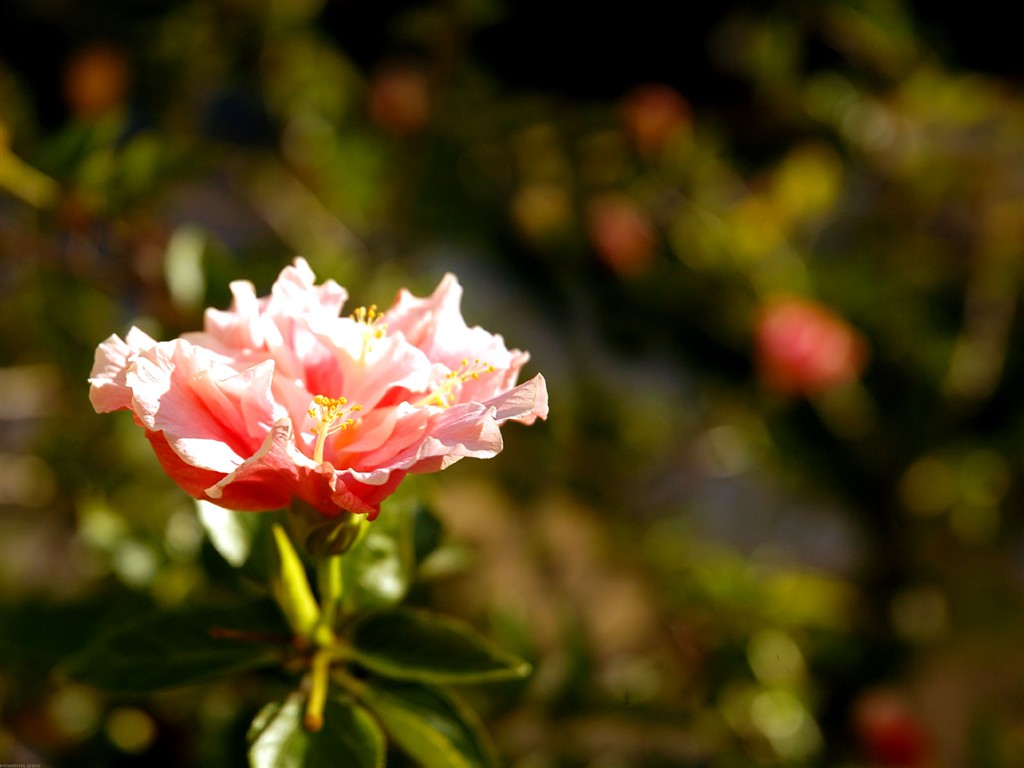 Belles fleurs fonds d'écran (1) #37 - 1024x768