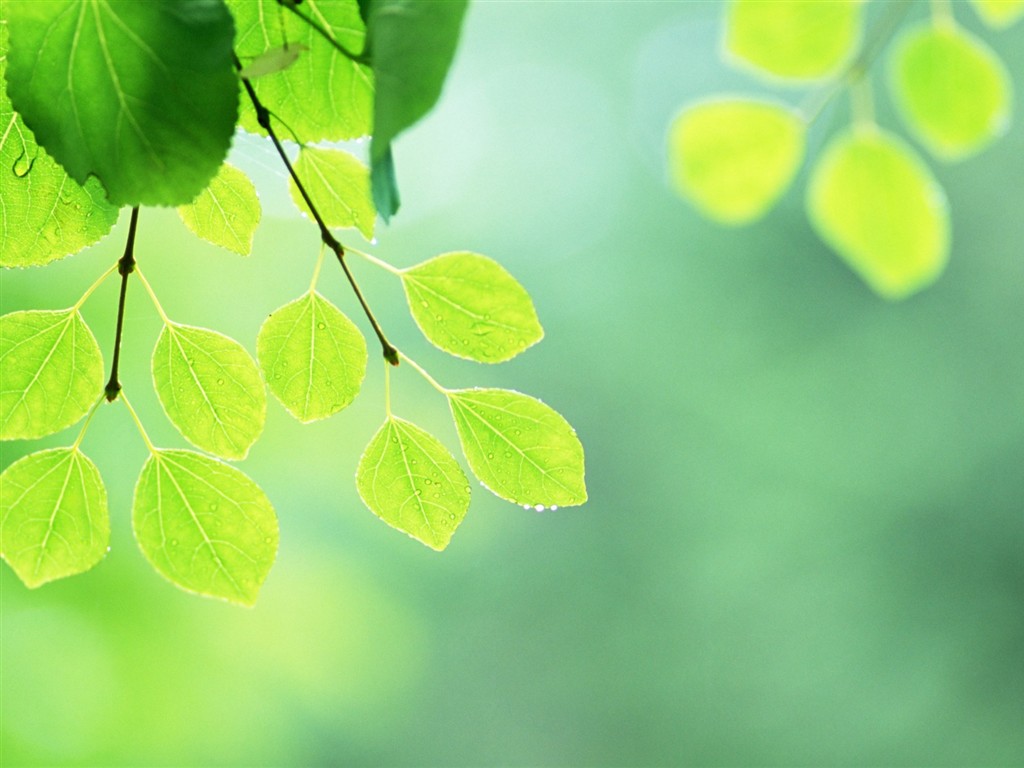 Fresh green leaf wallpaper (2) #6 - 1024x768