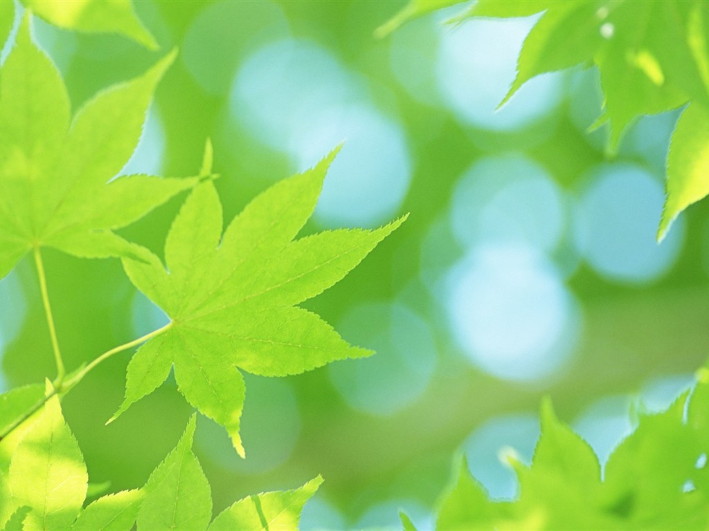 Fresh green leaf wallpaper (2) #7 - 1024x768