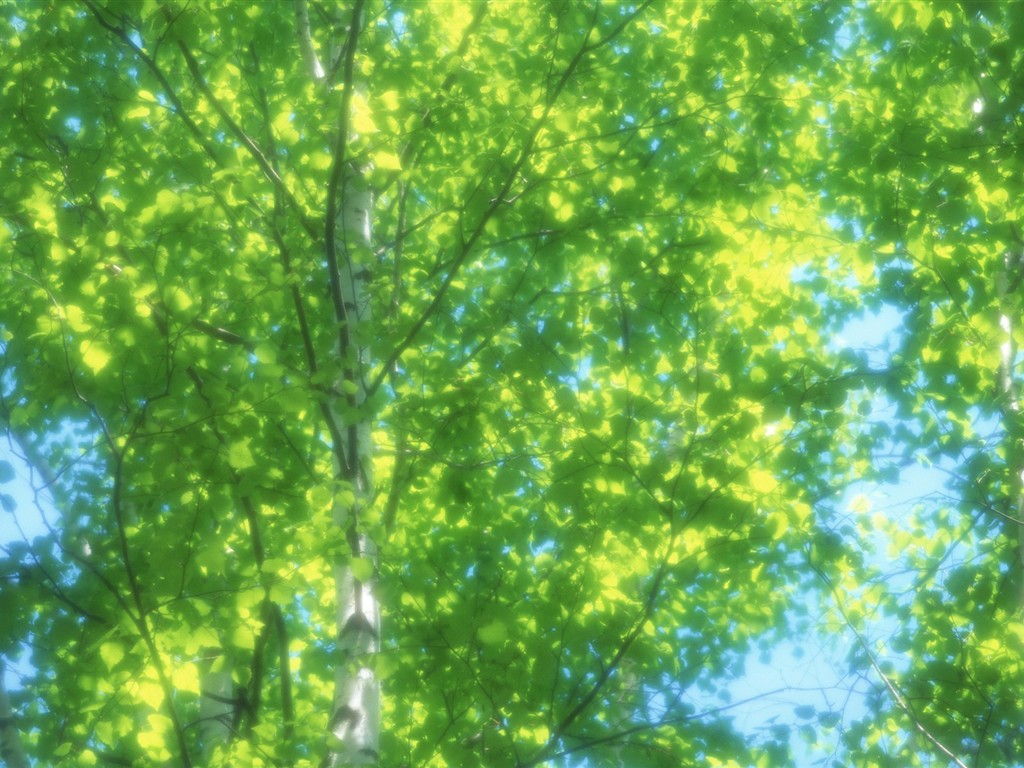 清新綠葉壁紙專輯(二) #11 - 1024x768