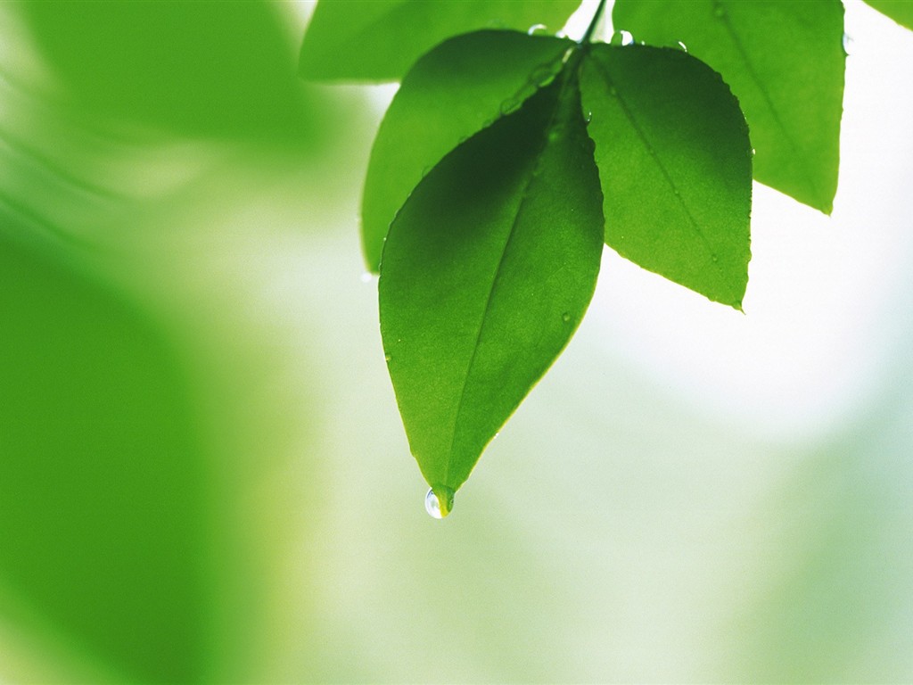 Fresh green leaf wallpaper (2) #19 - 1024x768