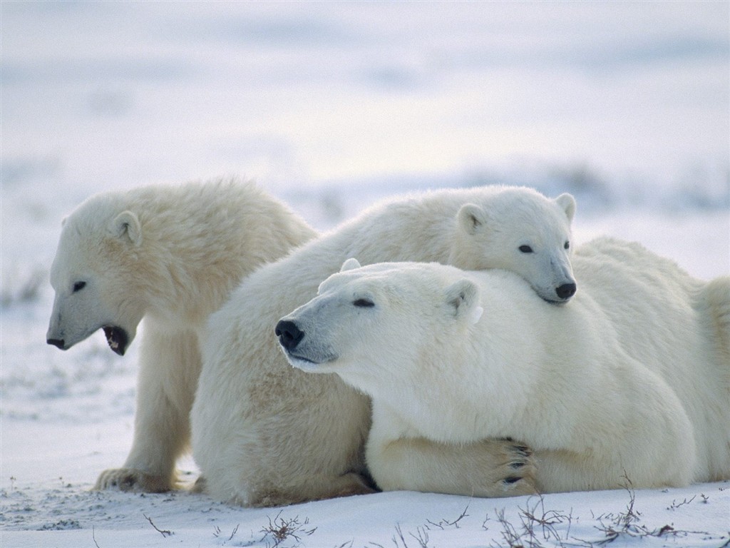 Animal Wallpaper Collection (5) #5 - 1024x768
