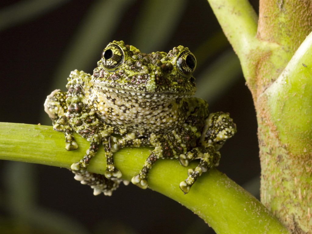 Colección HD Fondos de Animales (2) #16 - 1024x768