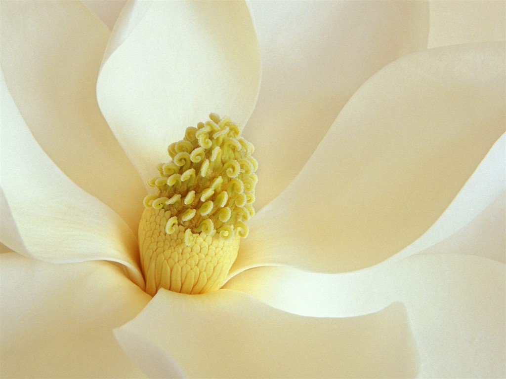 美丽鲜花桌面壁纸(一)6 - 1024x768