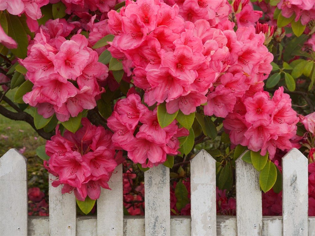 Beautiful Flowers wallpaper (2) #37 - 1024x768