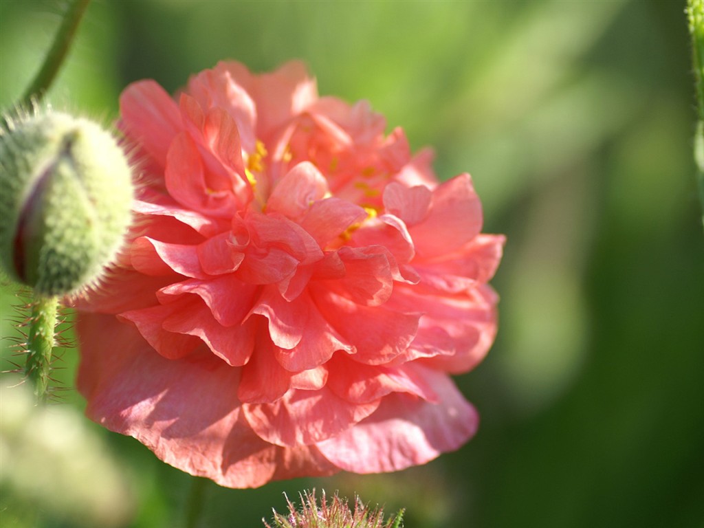 燦爛花朵特寫壁紙 #6 - 1024x768