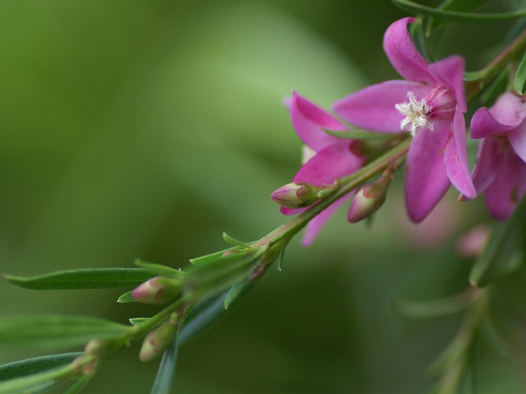 Brilliant flowers close-up wallpaper #12 - 1024x768