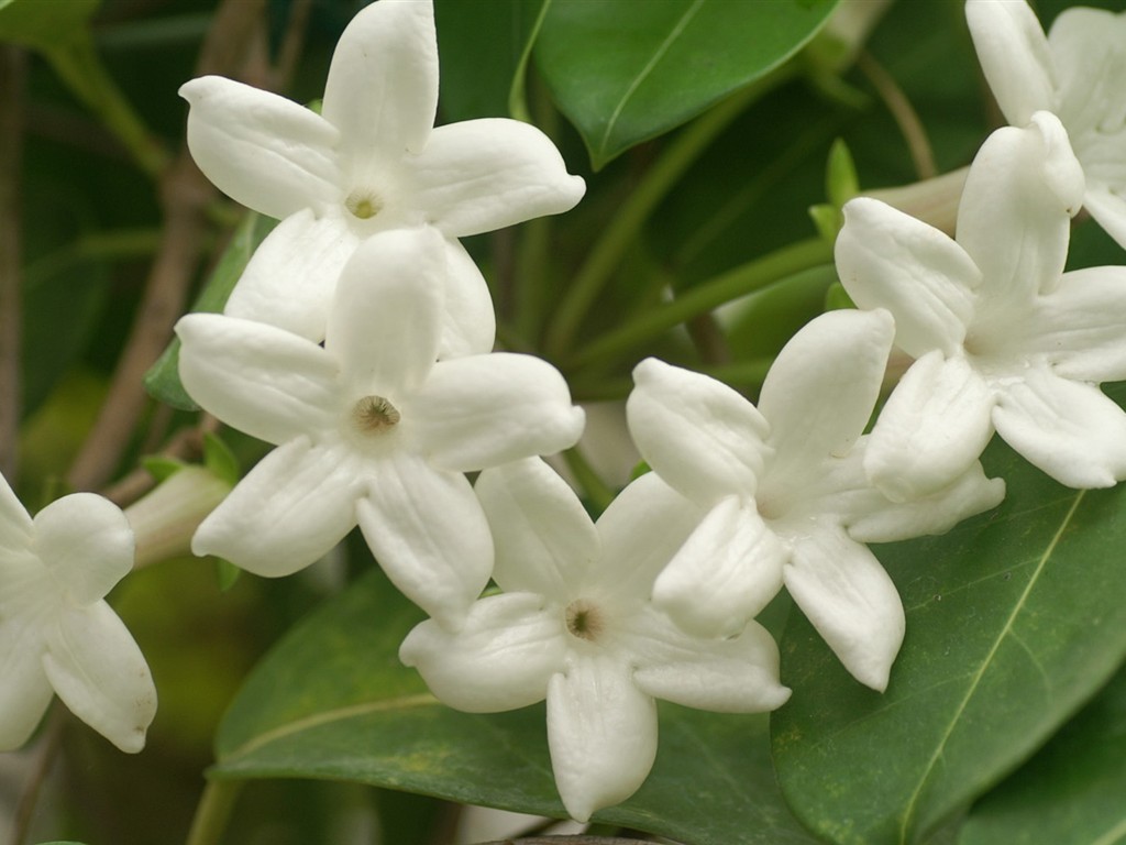 fondos de escritorio de flores brillantes de cerca #15 - 1024x768