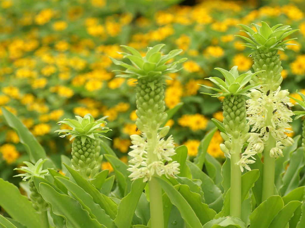 Brilliant flowers close-up wallpaper #16 - 1024x768