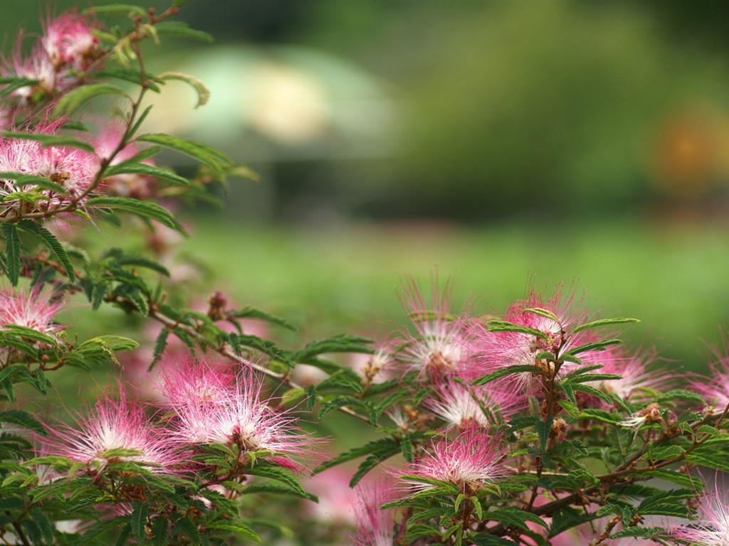 燦爛花朵特寫壁紙 #18 - 1024x768