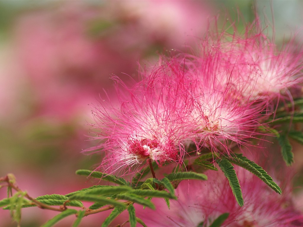 Brilliant flowers close-up wallpaper #19 - 1024x768