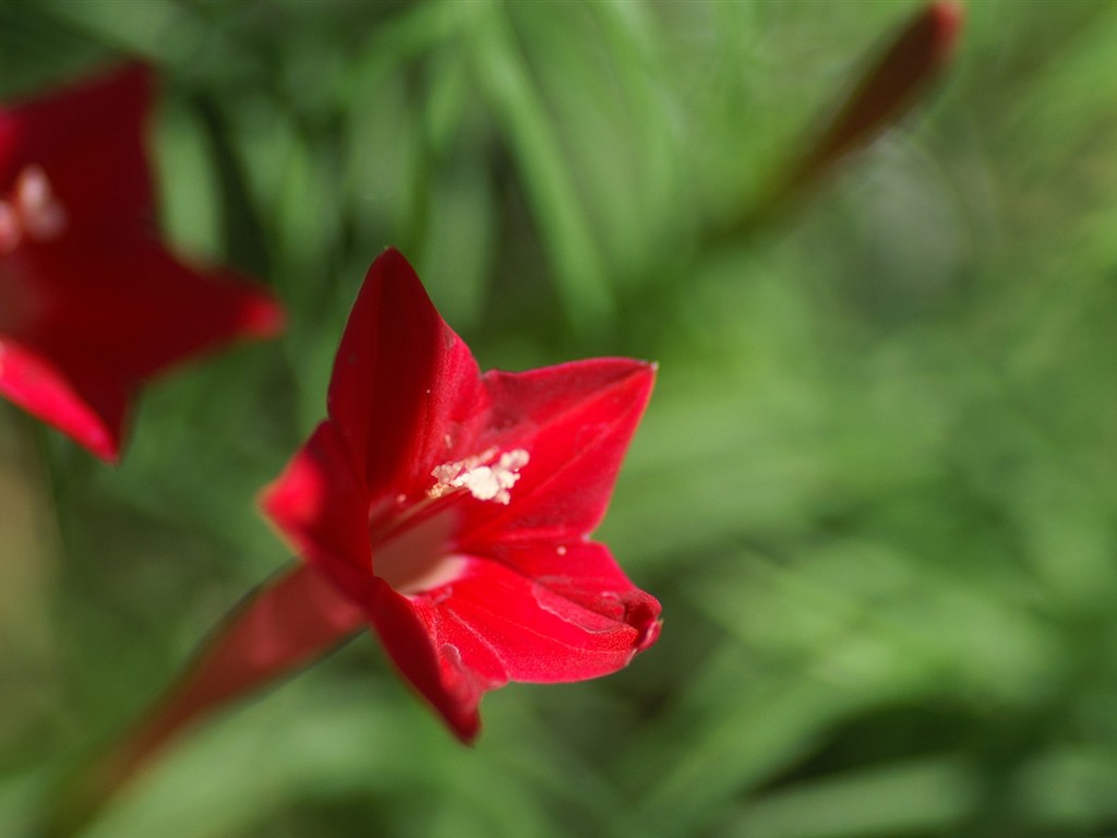 燦爛花朵特寫壁紙 #20 - 1024x768