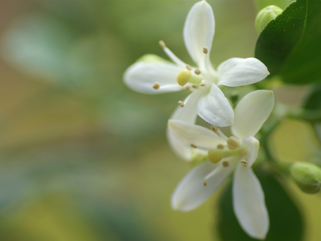 fondos de escritorio de flores brillantes de cerca #22 - 1024x768