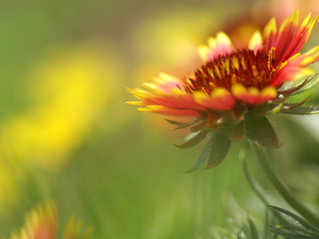 Brilliant flowers close-up wallpaper #23 - 1024x768