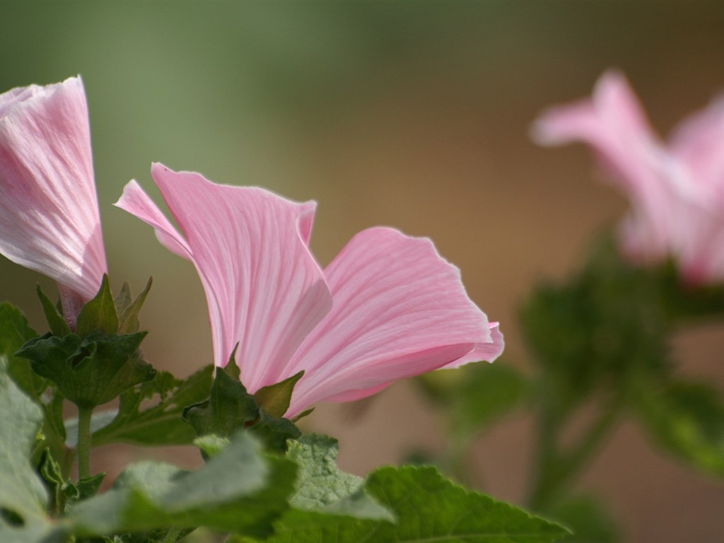 Brilliant flowers close-up wallpaper #24 - 1024x768