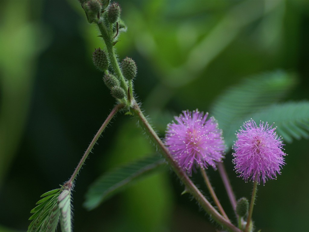 fondos de escritorio de flores brillantes de cerca #25 - 1024x768