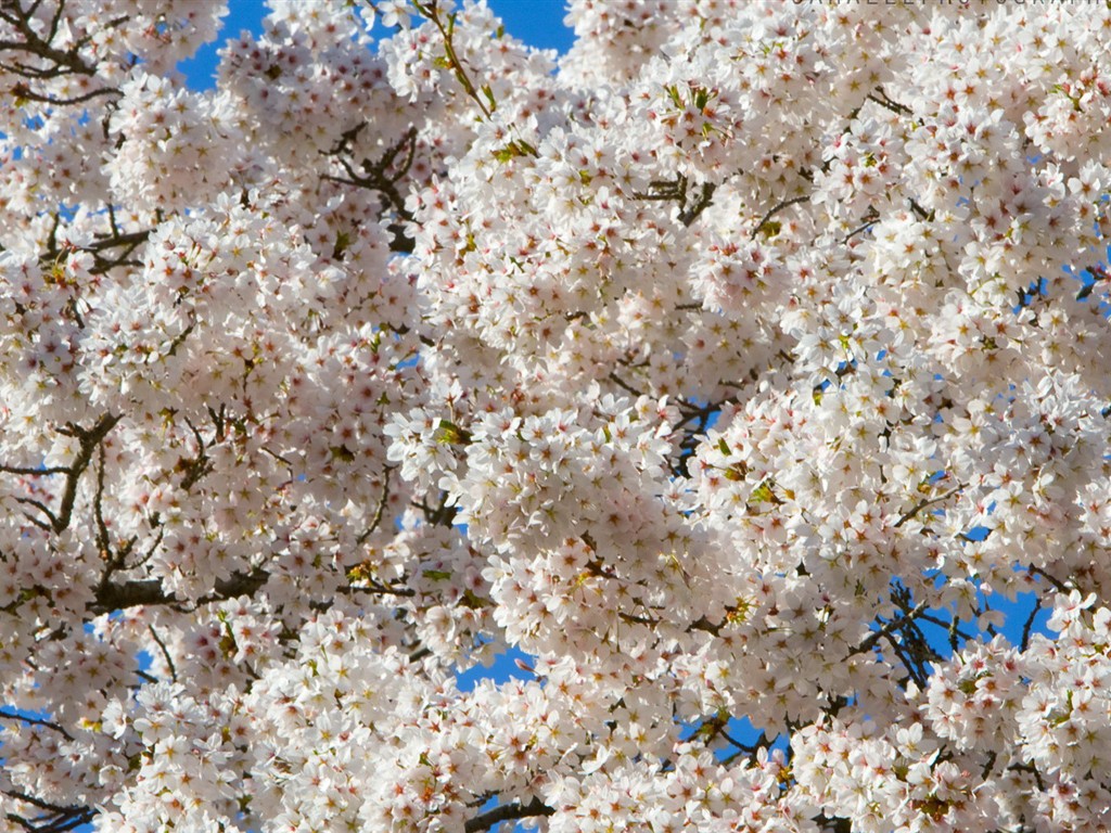 燦爛花朵特寫壁紙 #27 - 1024x768