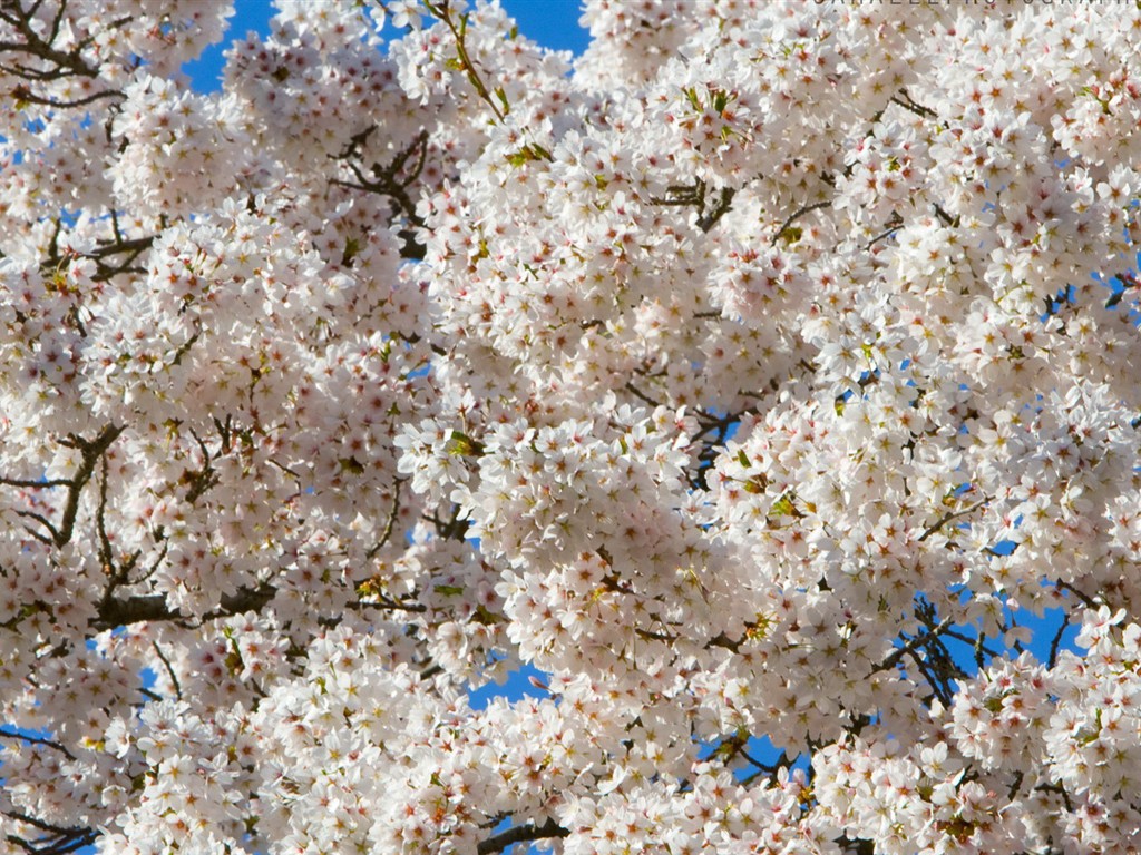 fondos de escritorio de flores brillantes de cerca #27 - 1024x768